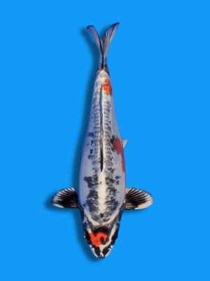 Beni Kikokuryu | Koi&Co.